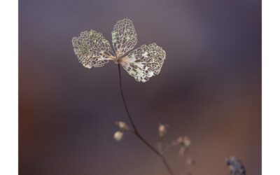 Min medverkan i SM i fotografi