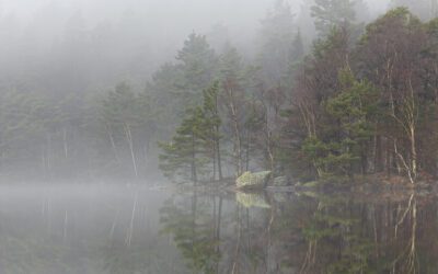 Tack januari för suddigt fotande, alla sjukdomar och för femtio nyanser av grått!