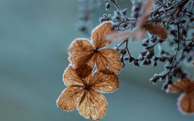 Vårvinter i fjällen, vårkänslor och fullmåne