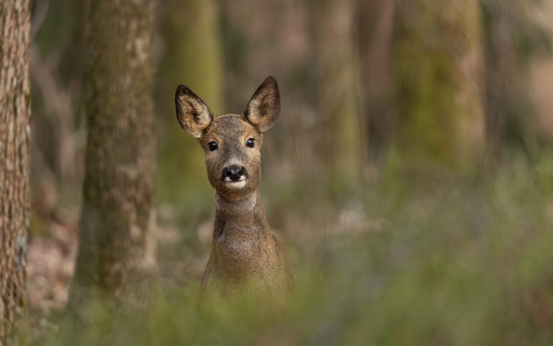 Spåra vilda djur med en 6-åring