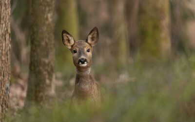 Spåra vilda djur med en 6-åring