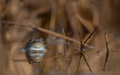 Vårtecken i en vattenpöl