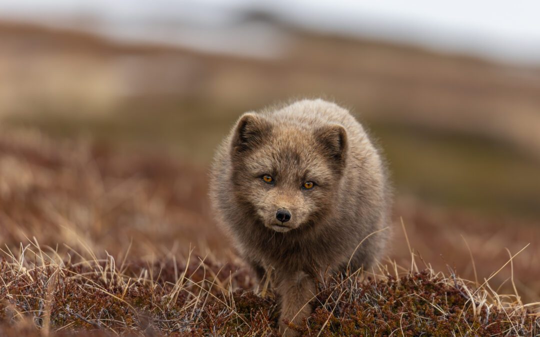 Reseberättelse expedition fjällräv på Island dag 1