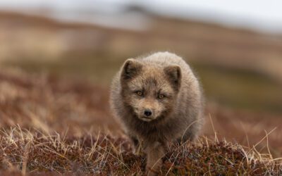 Reseberättelse expedition fjällräv på Island dag 1