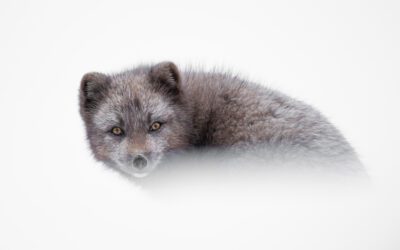 Reseberättelse expedition fjällräv på Island dag 2