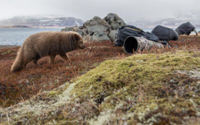 Reseberättelse expedition fjällräv på Island dag 3-6