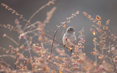 Möte med tidig vår i Bornholm