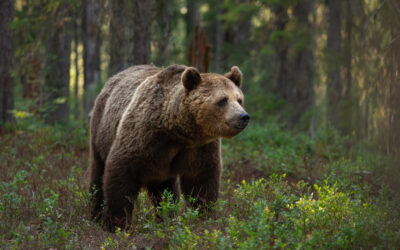 Min fotoresa i vilda vackra Finland
